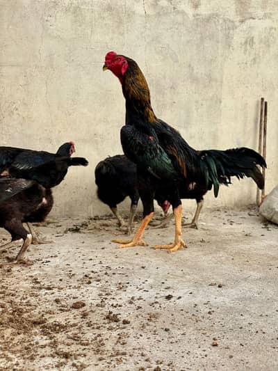 SHAMO RUNNING SETUP AVAILABLE.