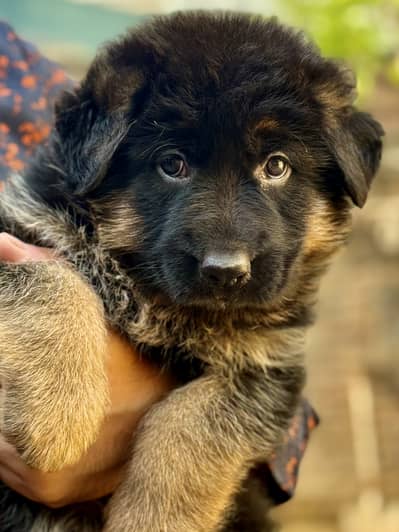 Long coat German shepherd puppies