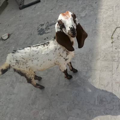 age 3 month ha full active. . . . . . .