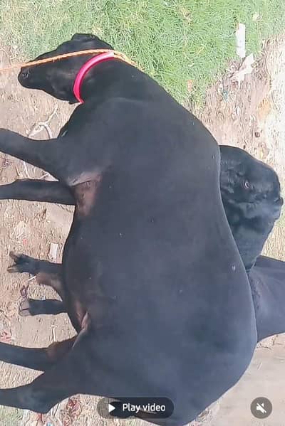 2 full black beauty Mundra dumbe brothers