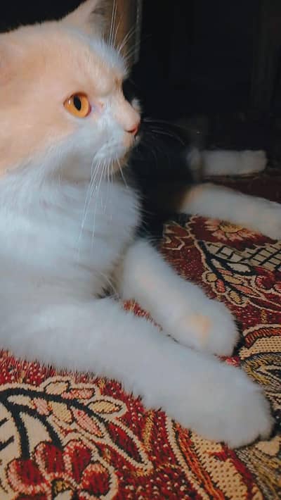 Persian triple coated