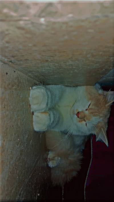 Persian triple coated