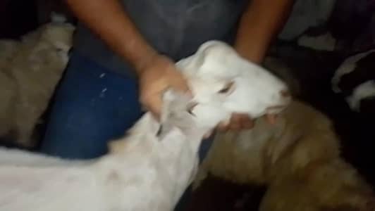 Munda Bakra for sale