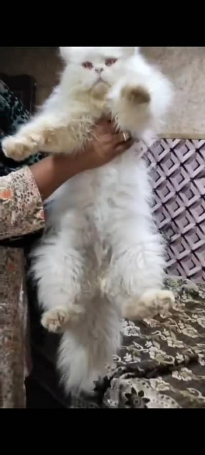 breader male white body colour eyes blue. . full havey coat