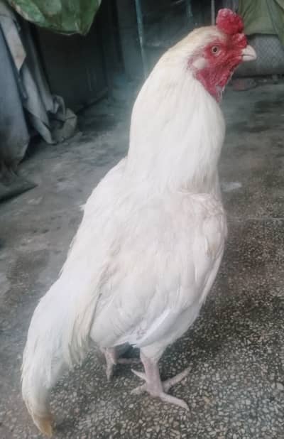 Hera aseel male for sale in Rawalpindi