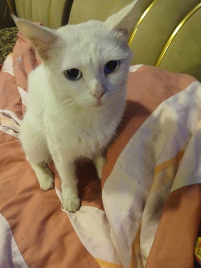 Female Persian Cat available