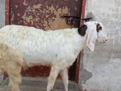 rajanpuri ablak bakra