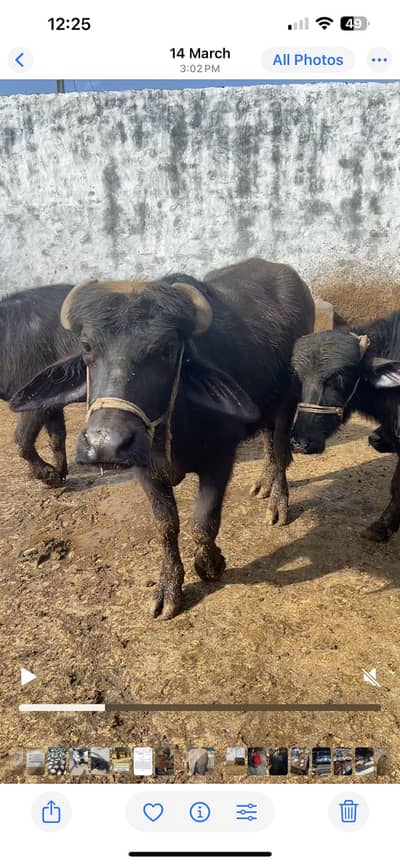 Male buffalo calf (katta)