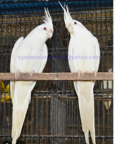 eno cocktail 100 percent breeder pair available