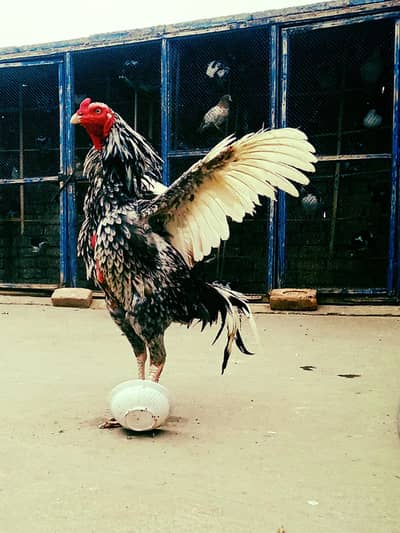 ASEEL ROSTER Handsome Quilty