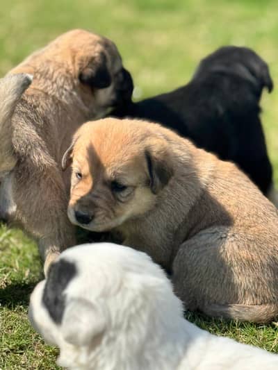 AFGHAN KUCHI pure breed female puppies