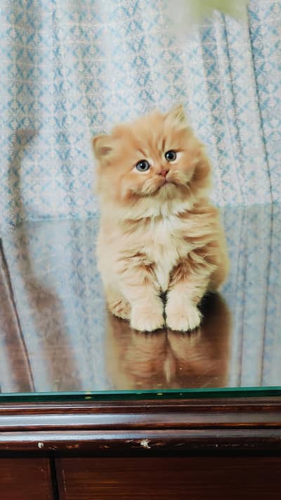 Persian Triple Coated Kittens.