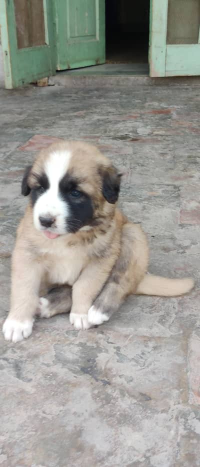 AFGHANI KUCHI Puppy 2 month