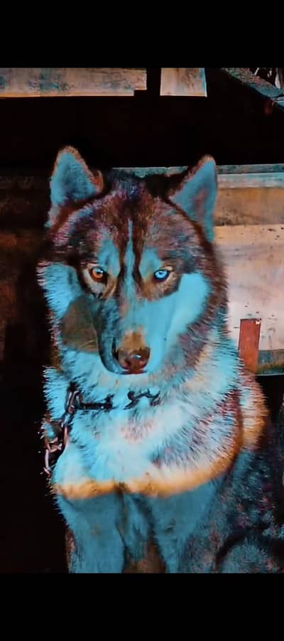 Premium Quality Siberian Husky – Vaccinated & Active