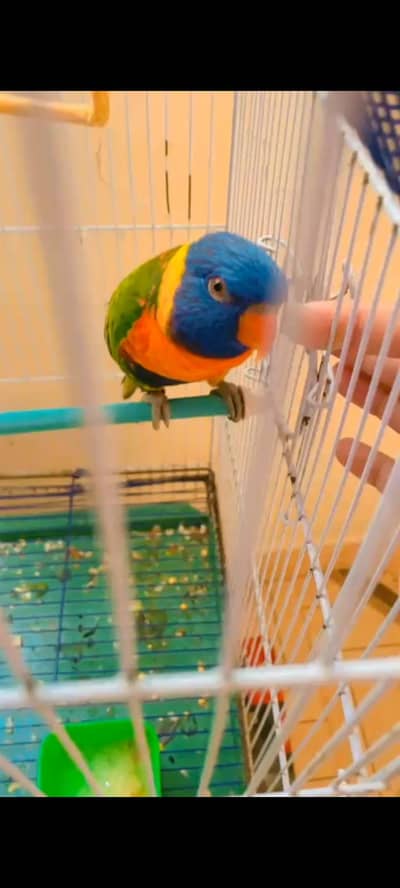 Ringneck or Lori Bird 03140233035