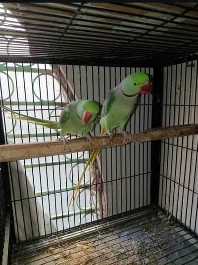 Breeder kashmiri raw parrot pair