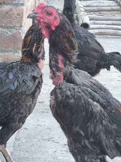 Sastay Thai Gamer pathay or Pathian