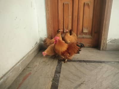 golden Cochen bantam 1+3 flock starting egg laying