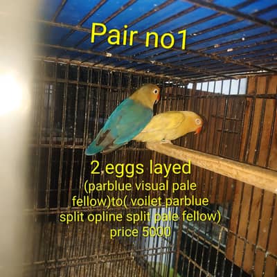 love bird breeder pair available