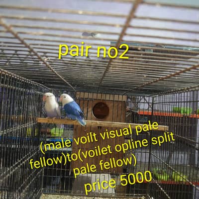 love bird breeder pair available