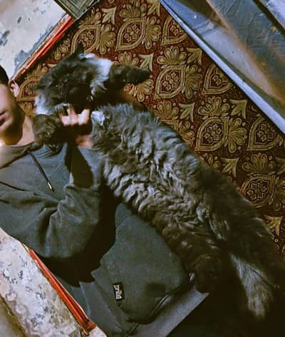 Persian cat for sale