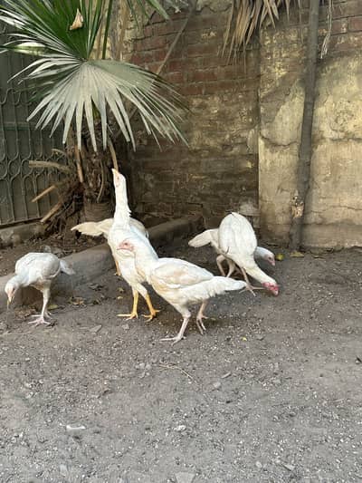 White heera 2 hens and 2 cocks for sale 0333-0675106 what’s app