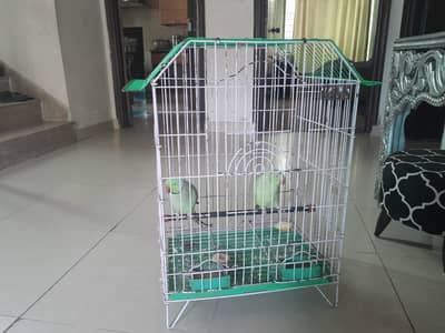pair for sale . . parrot