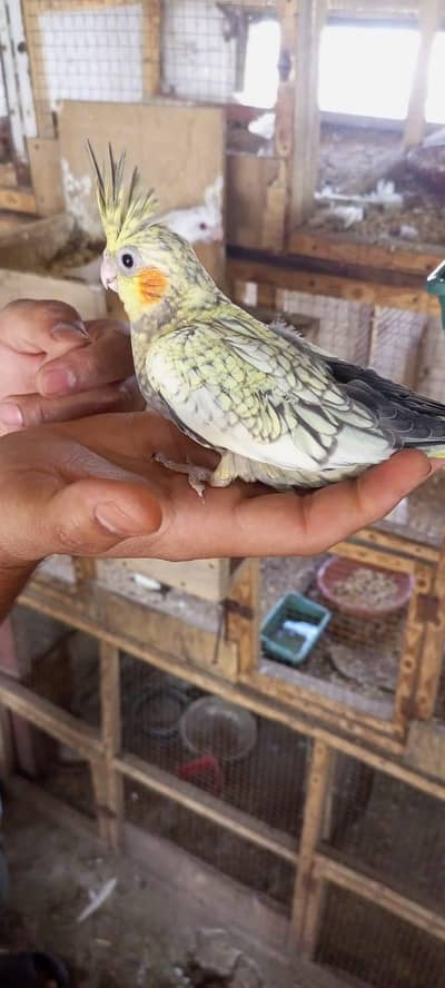 cocktail chick Eno or eno paid  hand tame