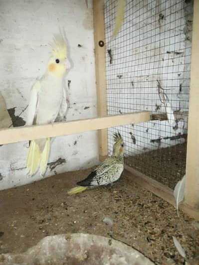 cocktail chick hand tame