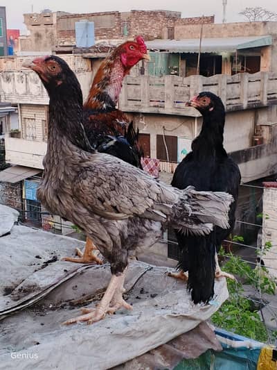The set of Aseel with one male and two females