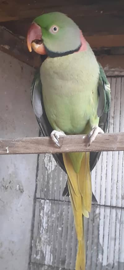 Raw Male . 03081250912