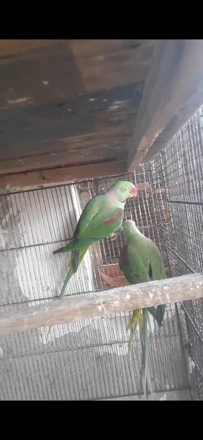 Raw breader  Male . 03081250912