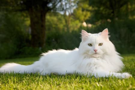 white cat