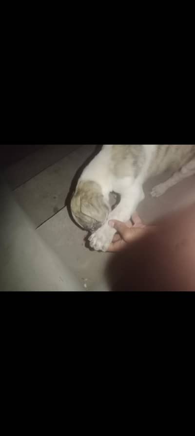 “Smart Athletic Mixed Breed Dog with Strong Guard Look”