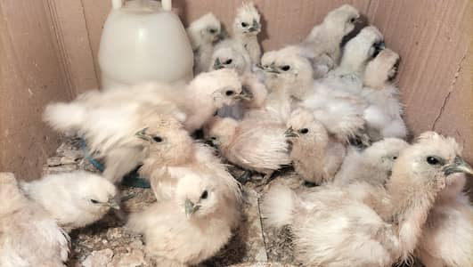 silkie chicks
