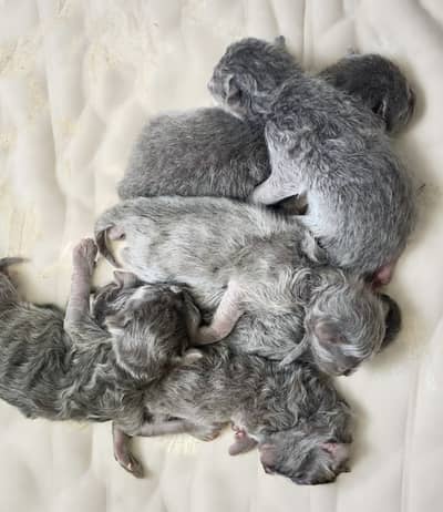 British Shorthair Kittens Available for Booking