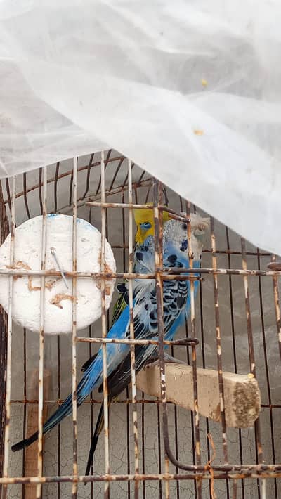 Hogo, Under-Exhi & Rainbow Budgies