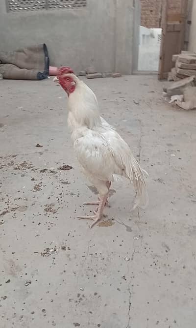 white Hera  Aseel Blood line