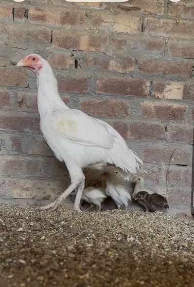 Aseel heera female with 7 chiks for sale