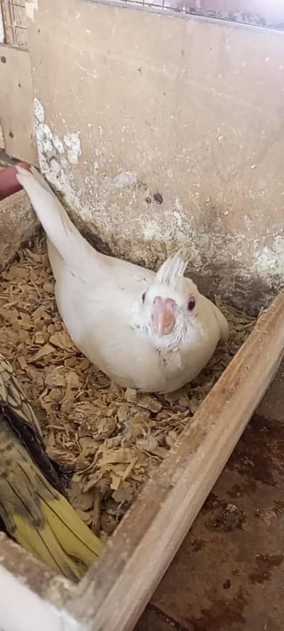 eno red eyes or eno paid chick hand tame