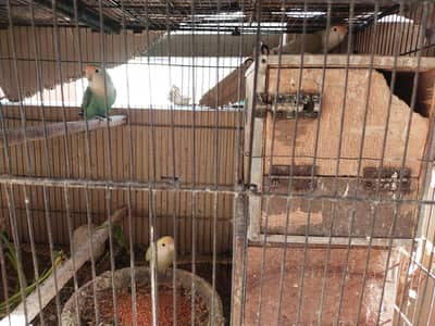 Lovebirds Pair for Sale | Healthy Breeding Pair | Rawalpindi Islamabad