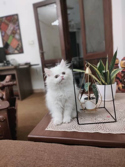 female punched face white color persian available
