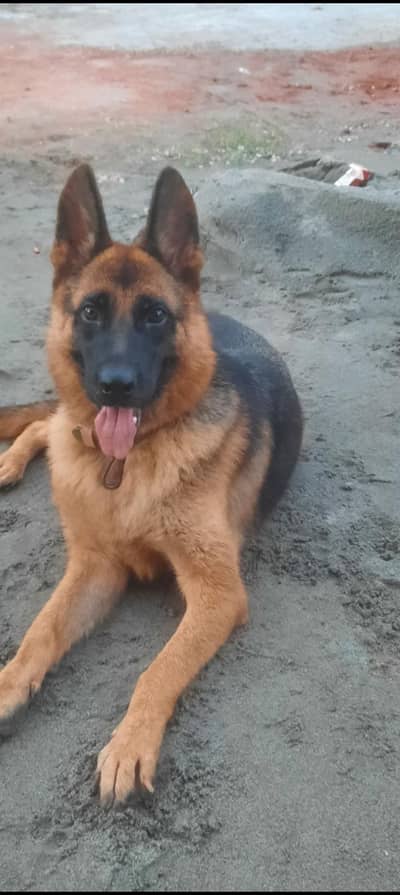 German shepherd quality breeder female for sale