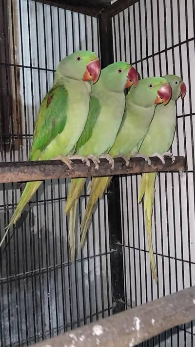 Raw age 15/16 months  03217242445