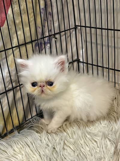 Pixe face kittens homebreed available for sale in resonable price