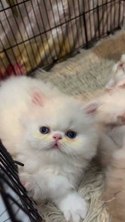 Pixe face kittens homebreed available for sale in resonable price
