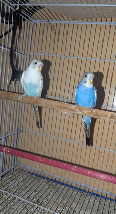 budgies parrot 03111820692