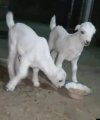 tedy kids Male or Female pair for sale