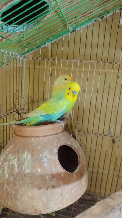 QUALITY Rainbow pair