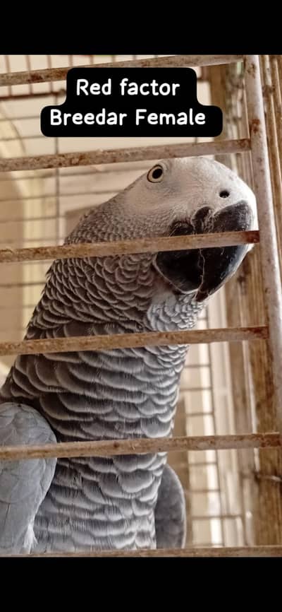 African Grey Parrot Pair